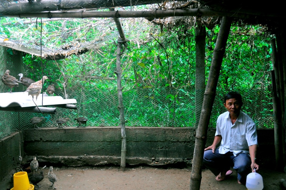 Ông Trần Văn Chức bên trại nuôi chim trĩ của mình