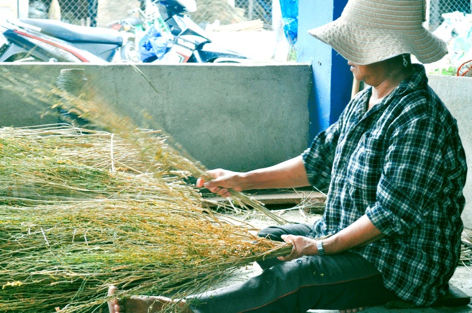 Chổi trắng làm từ cây ớt rừng được khai thác gần đây vì giá thành rẻ, phù hợp thị hiếu người lao động