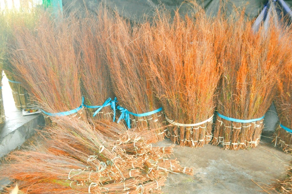 Tìm đầu ra ổn định, mở rộng sản xuất là hướng đi mới cho làng chổi