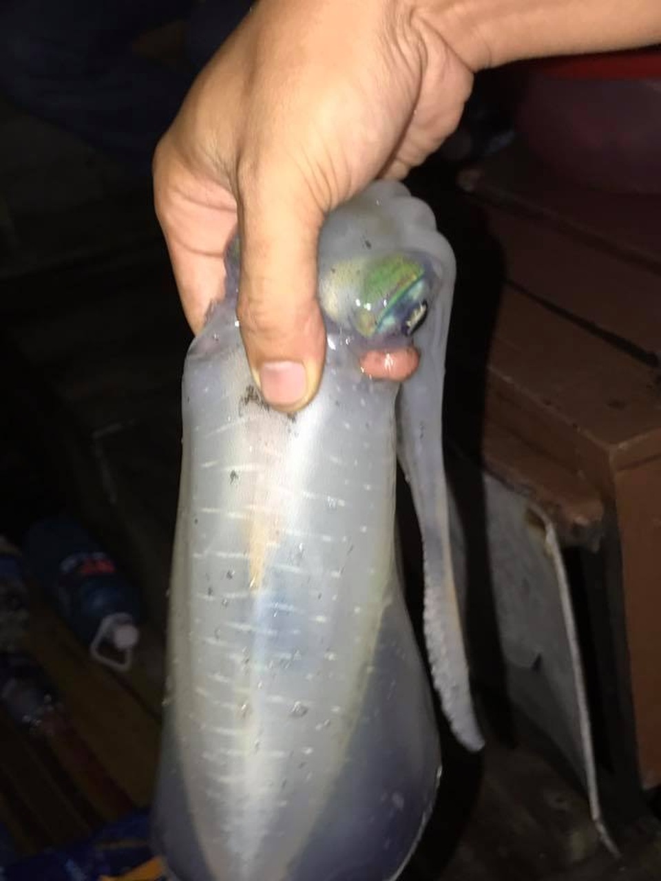 Những chú mực cắn câu tươi rói