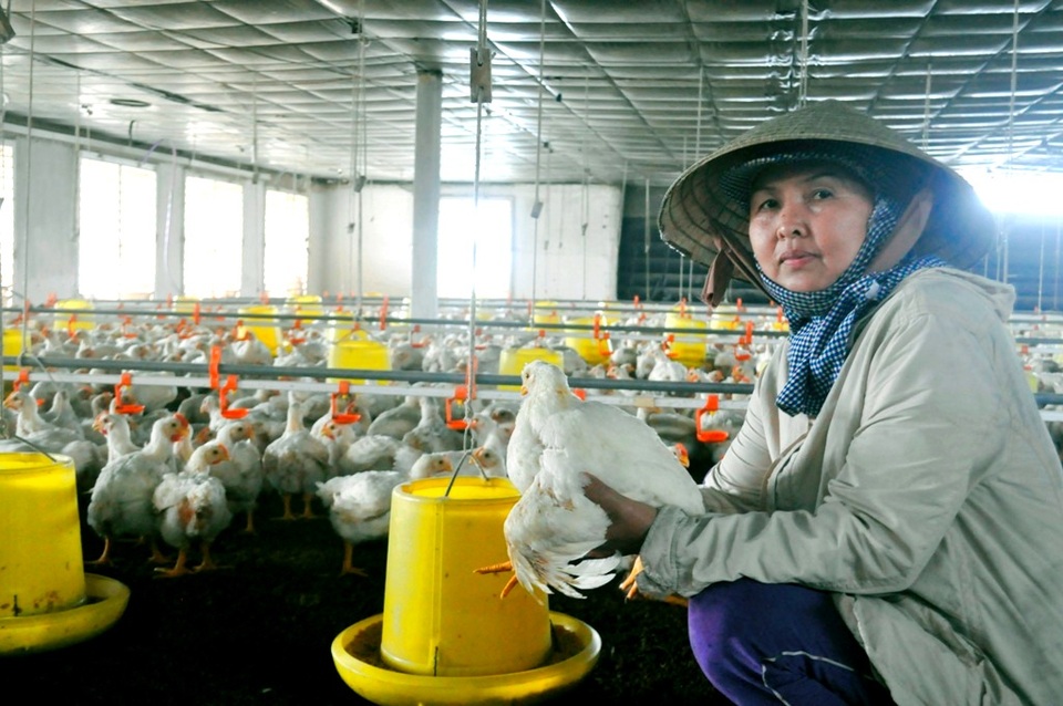 Bà Phan Thị Hải với trang trại chăn nuôi của mình