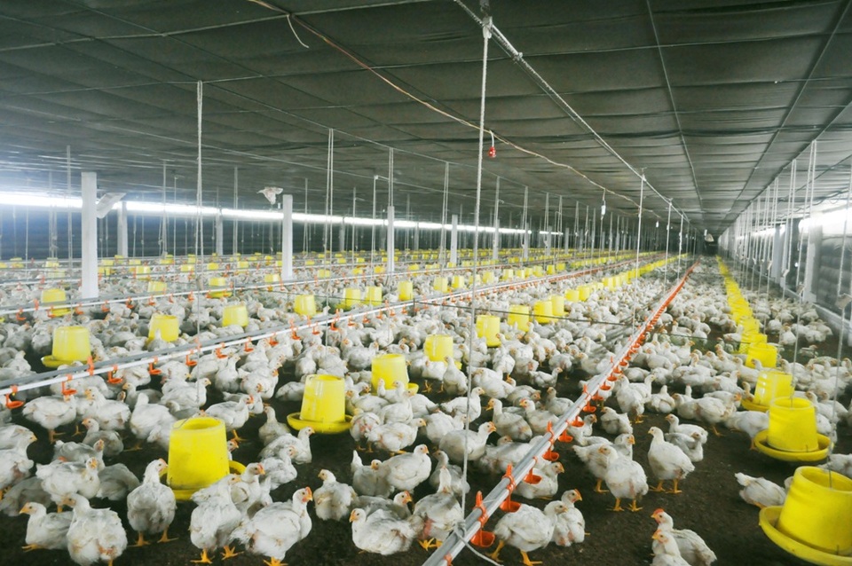 Quy mô trang trại lớn, đem lại nguồn thu nhập cao cho gia đình