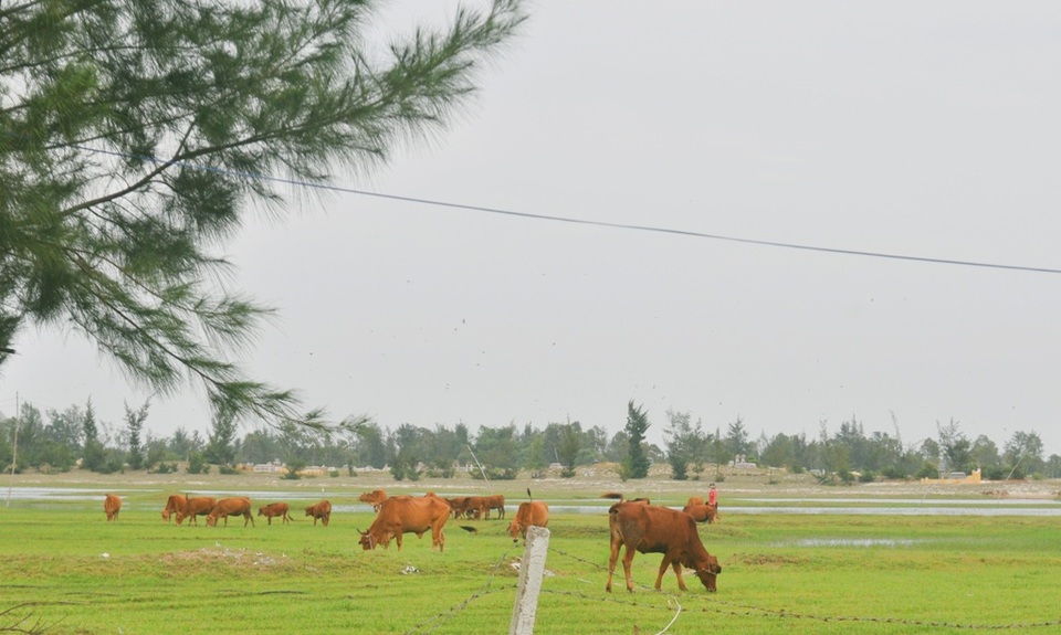 Nuôi bò cũng là một trong những cách phát triển kinh tế của bà Hải