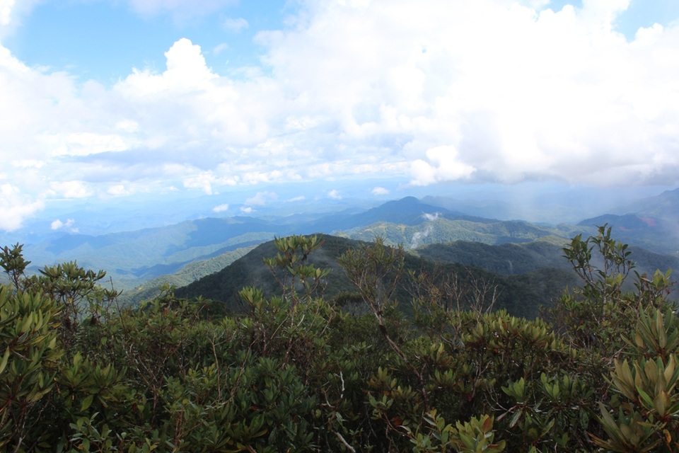 Khu vực đỉnh Trường Sơn, nơi phát hiện khu rừng đỗ quyên ngàn năm tuổi