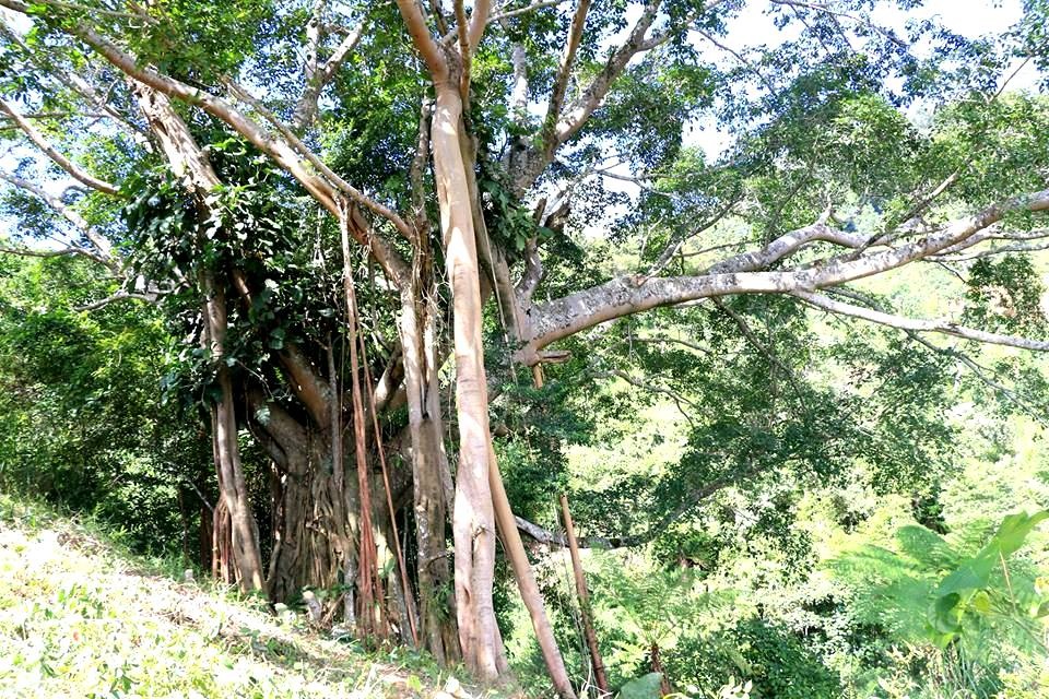 Phát hiện cây đa ngàn năm tuổi trên dãy Trường Sơn - 3 Tán lá của cây đa xòe rộng khoảng 80 và cao gần 100m
