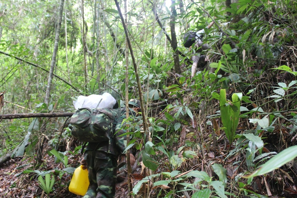 Cán bộ huyện Tây Giang băng rừng vào khu rừng đỗ quyên