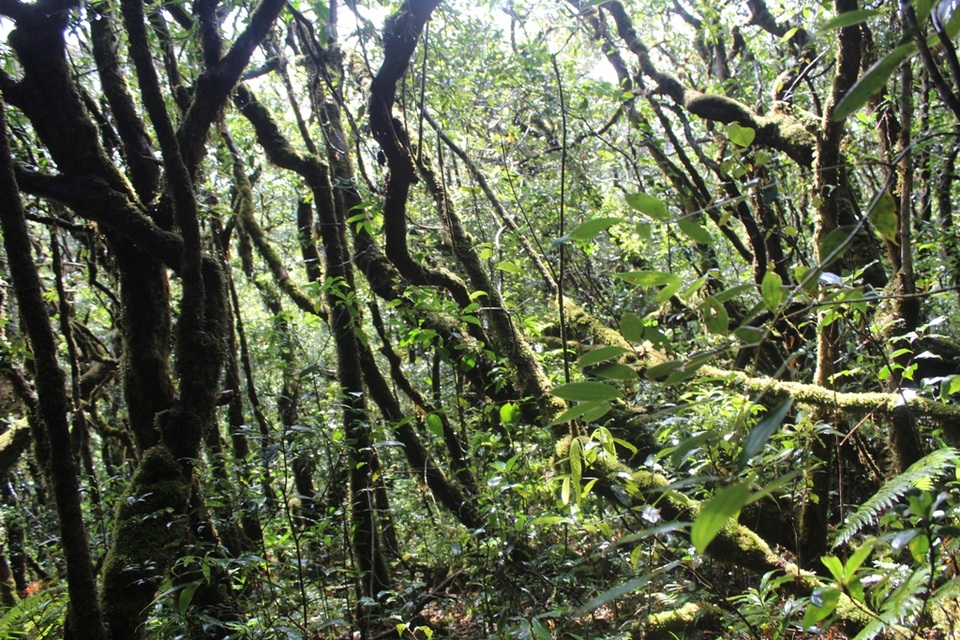 Rừng đỗ quyên dày đặt trên đỉnh Trường Sơn vừa được phát hiện