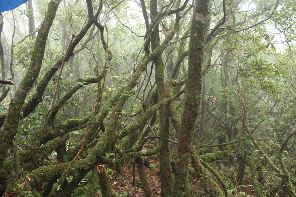 Rất nhiều cây đỗ quyên còn nguyên vẹn ở khu rừng