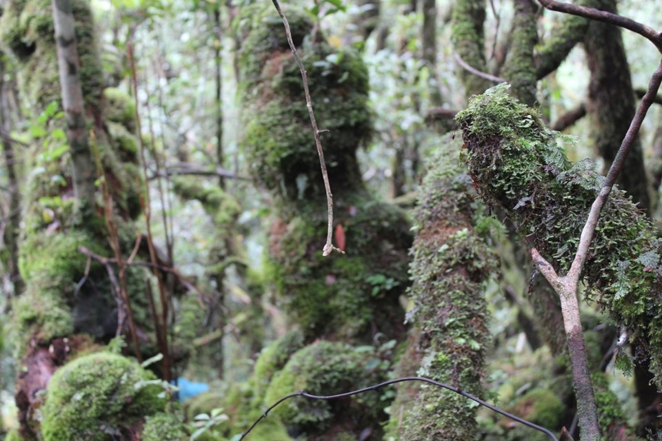 Hình thù cây đỗ quyên rất kỳ bí