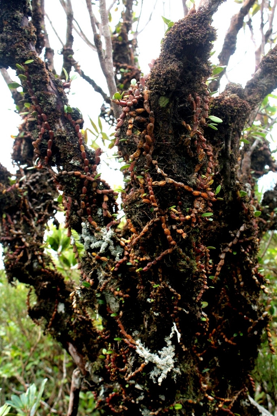 Rêu, lan... bám đầy vào cây đỗ quyên