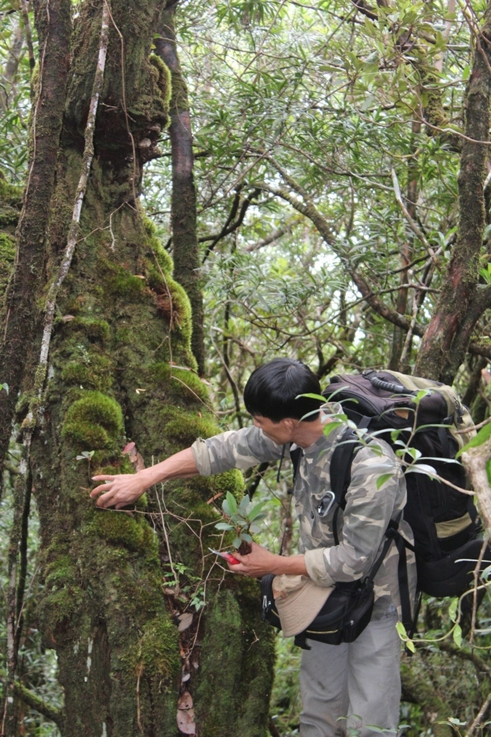 Tìm hiểu về độ tuổi của cây đỗ quyên