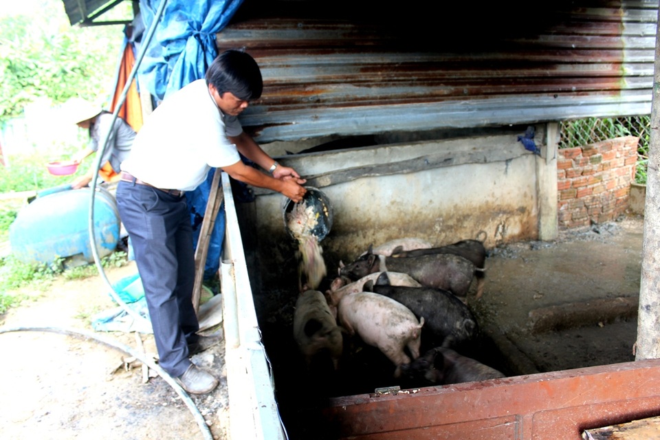 Chuồng nuôi heo (lợn) của thầy cô ở vùng cao Tây Giang