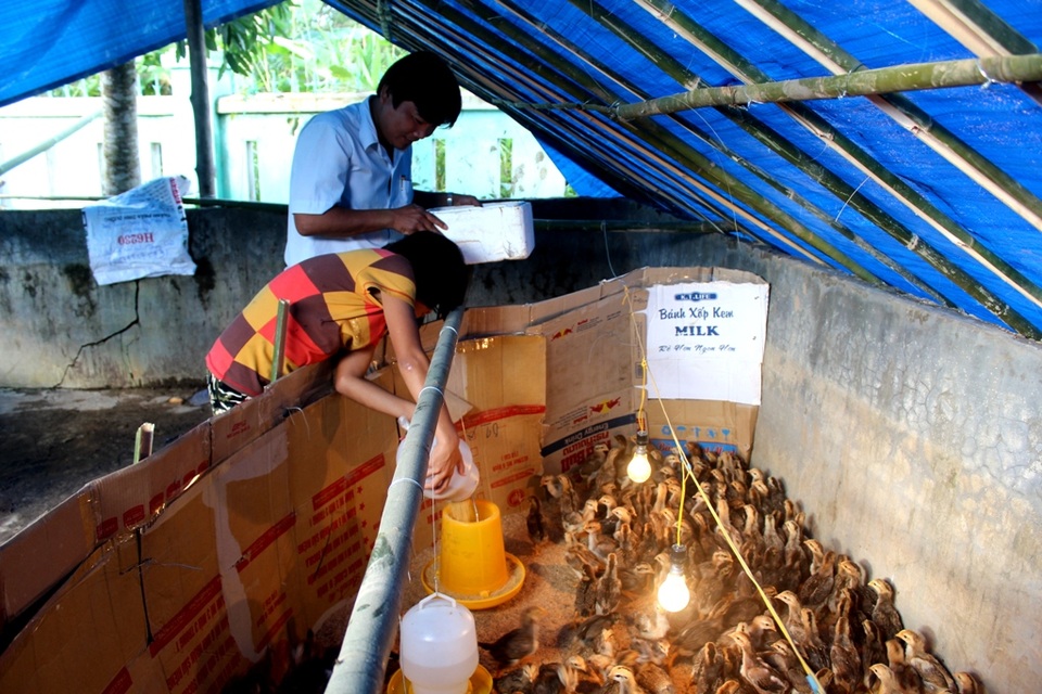 Mô hình nuôi heo, nuôi gà gây quỹ của trường PTDTBT THCS Nguyễn Văn Trỗi