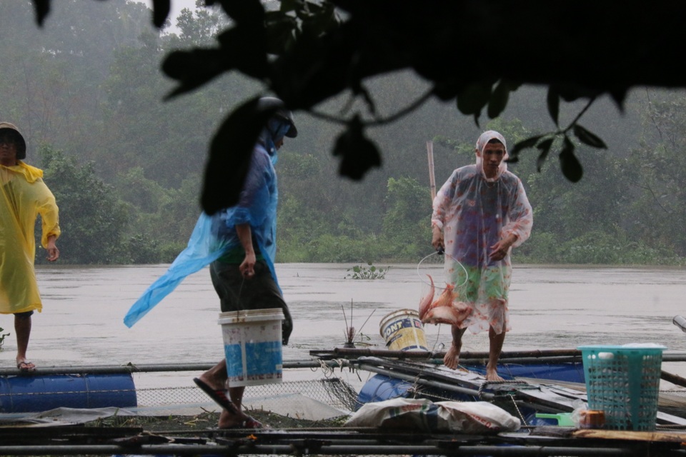 Lồng bè nuôi cá của người dân trên sông Tam Kỳ bị thiệt hại do nước lũ về
