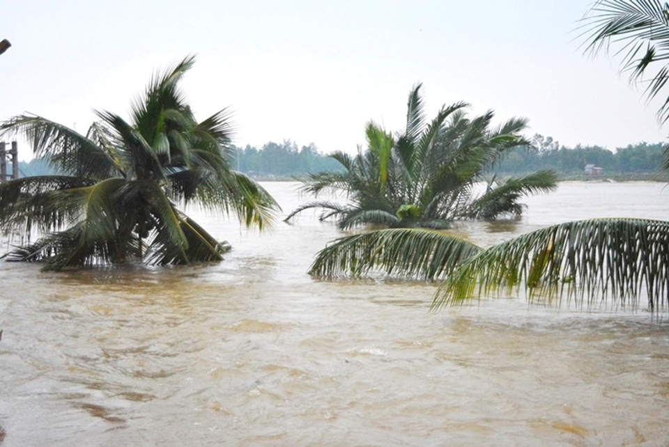 Những cây dừa và bờ sông ở thôn Hà Mỹ bị sạt lở và trôi xuống sông