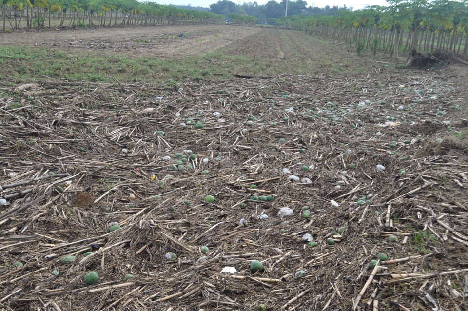 Không còn tiếng cười rộn rã hy vọng một mùa bội thu mà thay vào đó là ánh mắt lo âu, xót xa của người nông dân.