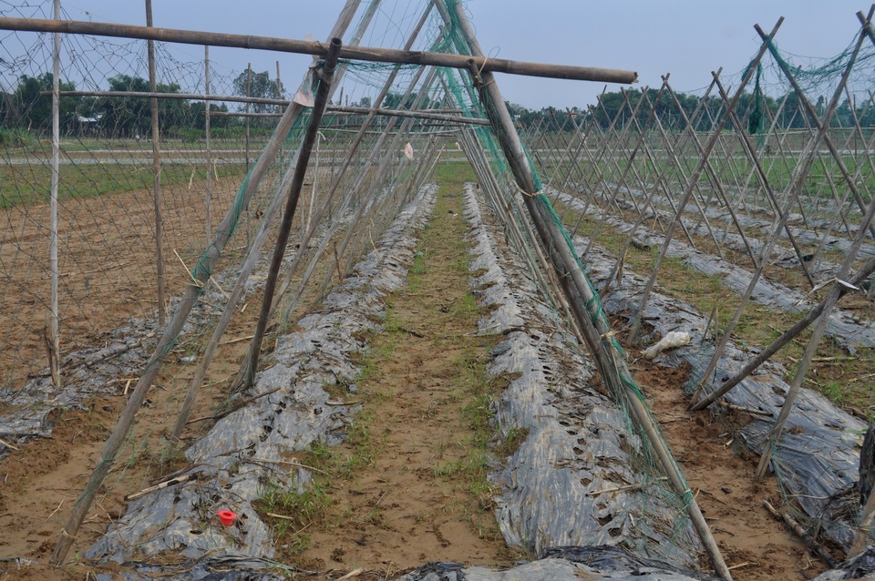 Khổ qua, dưa leo đã mọc cây con nnhưng cũng đành bỏ đi vì hư hại nặng do lũ