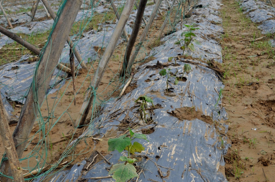 Quảng Nam: Vùng rau trồng Tết thiệt hại nặng nề vì lũ muộn - 2