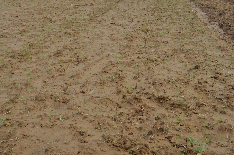 Ruộng ớt bị nước lũ ngâm đã hư hại hoàn toàn