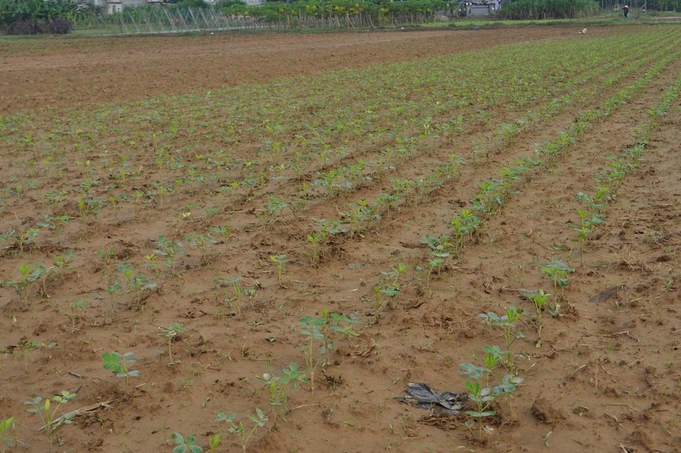 Đậu phộng con cũng bị thiệt hại do lũ