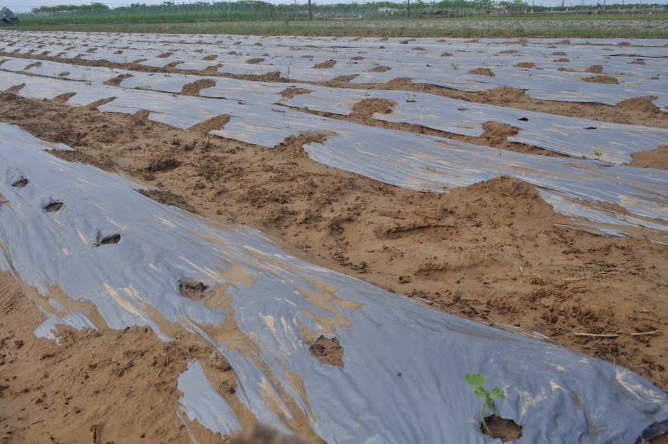 Hơn 50% diện tích rau, hoa màu bị hư hại do lũ muộn