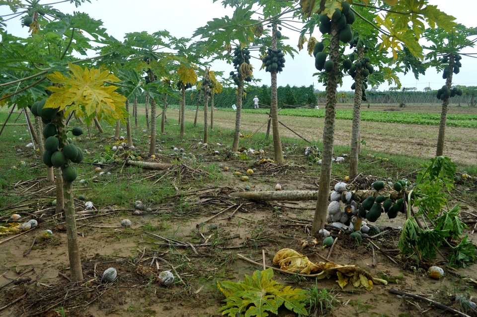 Quảng Nam: Vùng rau trồng Tết thiệt hại nặng nề vì lũ muộn - 7