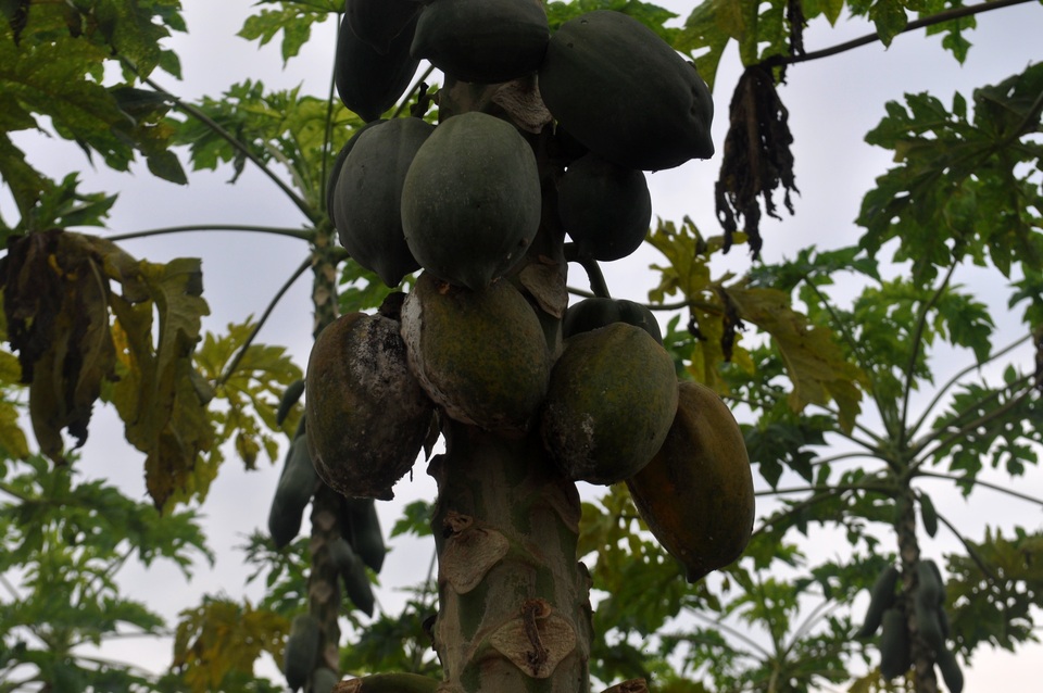 Đu đủ chuẩn bị vào mùa thu hoạch bị úng rễ rụng hàng loạt