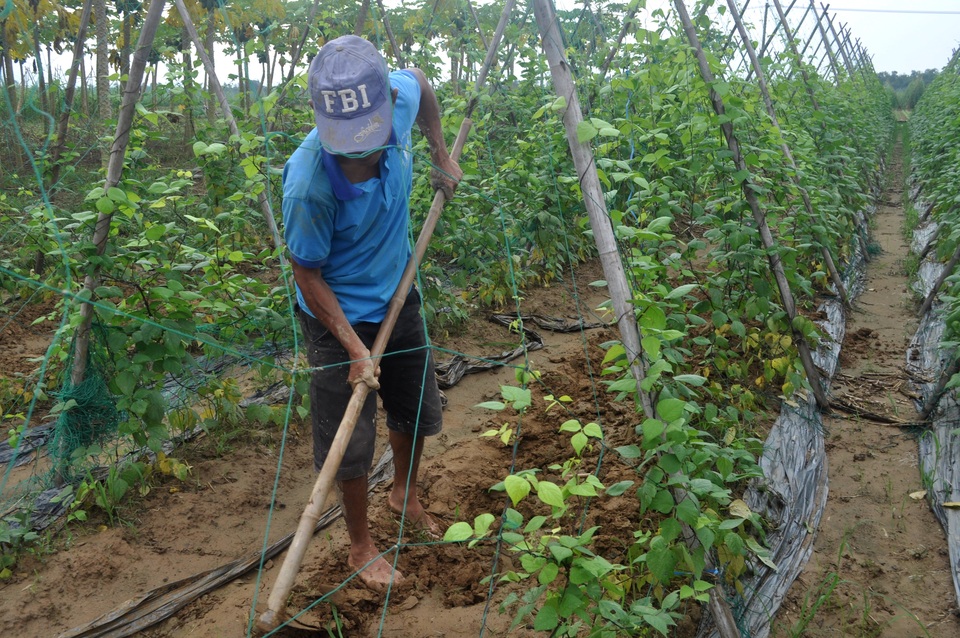 Sào đậu tây duy nhất còn sót lại của gia đình ông Nghĩa nhưng cũng chẳng khá hơn khi đang có dấu hiệu vàng lá, úng gốc