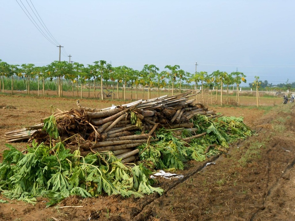 Nông sản của bà con ở huyện Đại Lộc bị hư hại nặng do mưa lũ