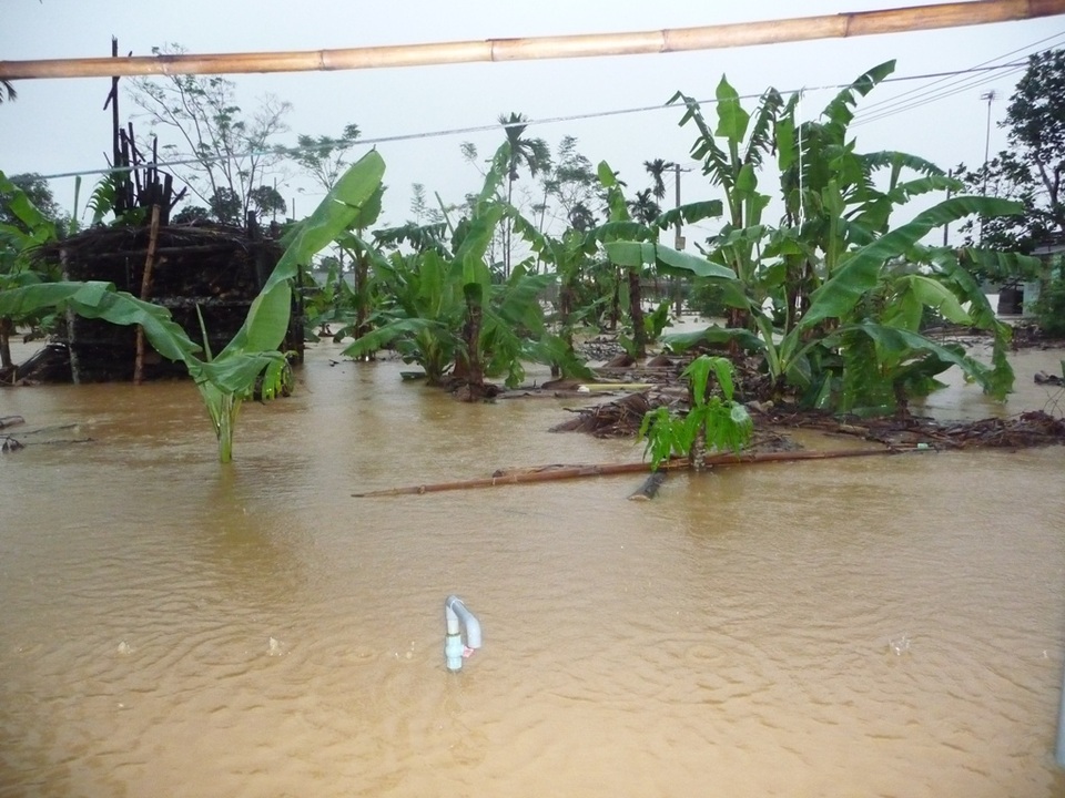 Chiều ngày 14/12, mưa to cộng với thủy điện xả lũ nên nước ngập vườn nhà dân ở huyện Đại Lộc