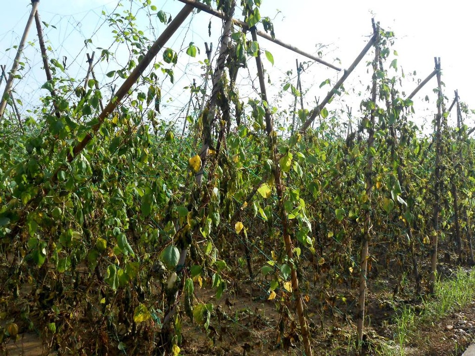 Những cánh đồng đậu cô ve, khổ qua... ngã giàn, héo úa