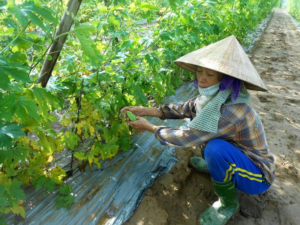 Người dân đang mót lại những trái khổ qua chưa héo úa