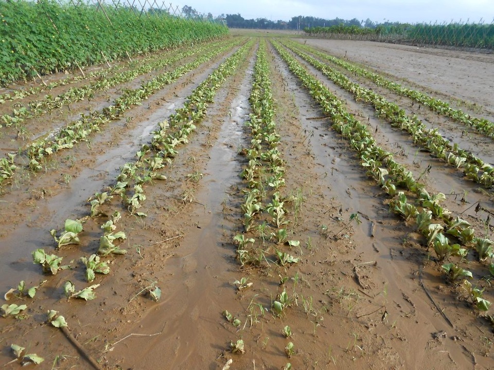 
Cánh đồng cải, xà lách… bị bùn non vùi lấp, thối rữa
