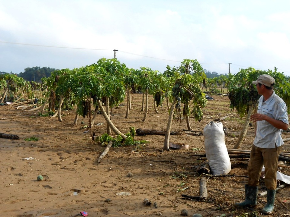 Cánh đồng đu đủ bị hư hại hoàn toàn