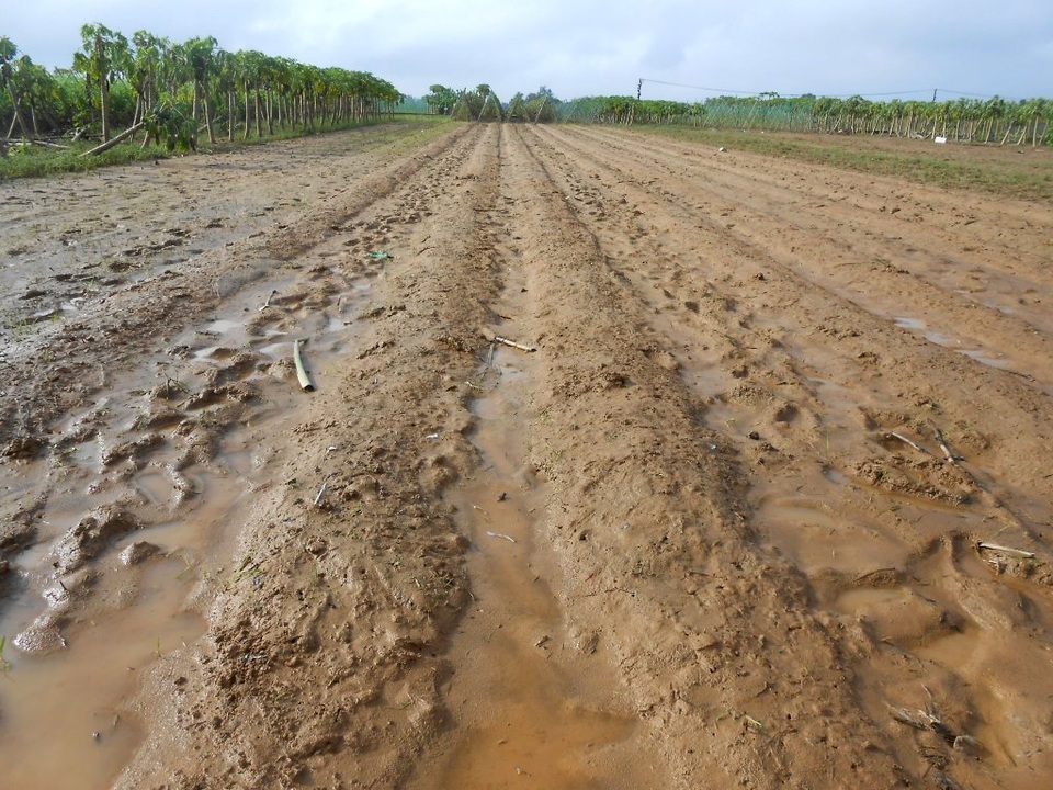 
Đây từng là cánh đồng ớt xanh tươi giờ đây đã bị bùn vùi lấp
