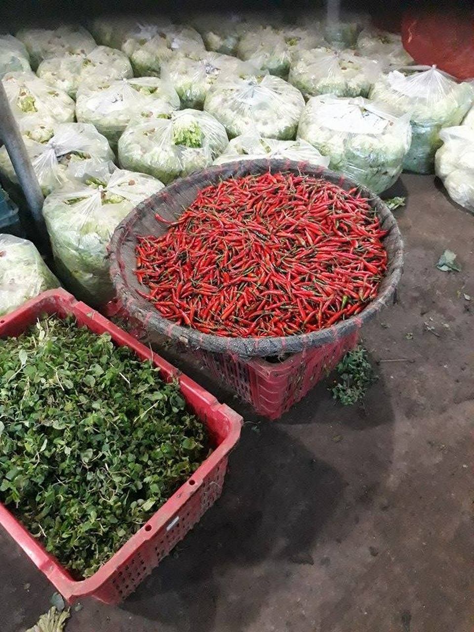 Sau mưa lũ, hơn trăm ngàn cân ớt vẫn không có mà bán - 1 Giá ớt hiện tăng cao kỷ lục hơn 100.000/kg