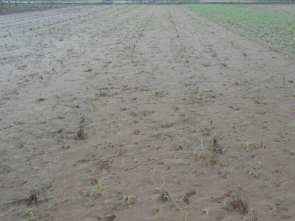 ​Những cánh đồng trồng ớt ở Quảng Nam bị lũ tàn phá