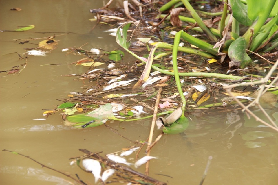 Người dân cho rằng cá chết là do nước bị ô nhiễm