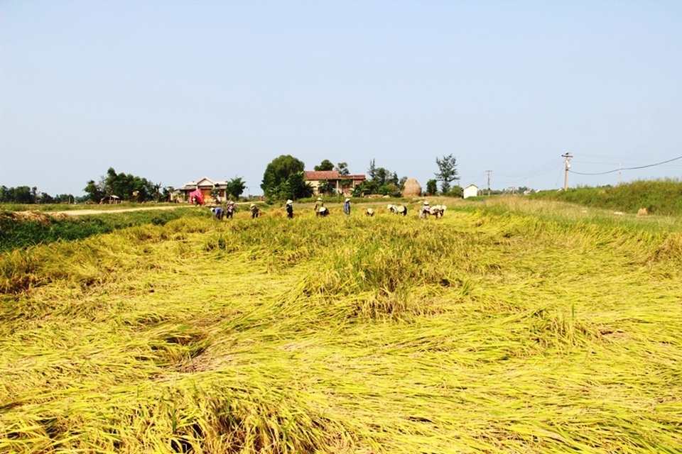 Hàng ngàn ha lúa của bà con bị ngã rạp, ngập úng