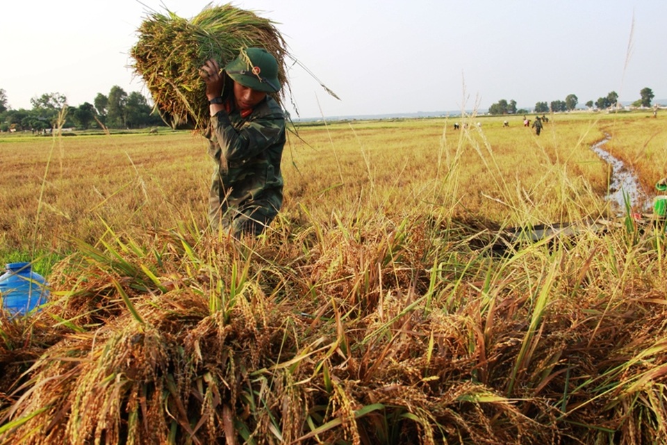 Các chiến sĩ trẻ nhiệt tình giúp dân gặt lúa