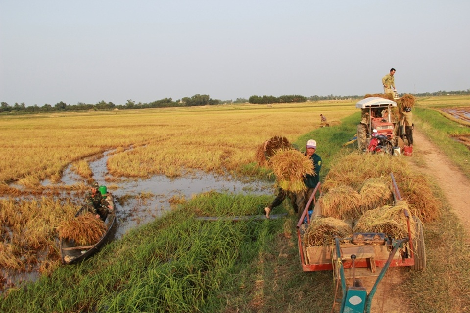 gat-lua-chay-lu-12-1473994574745