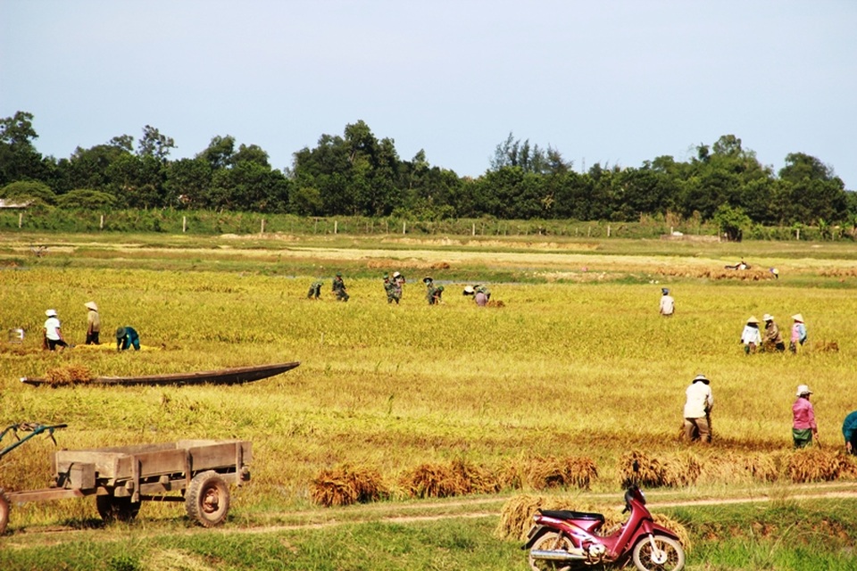 Bộ đội xuống đồng giúp dân gặt lúa chống úng - 8