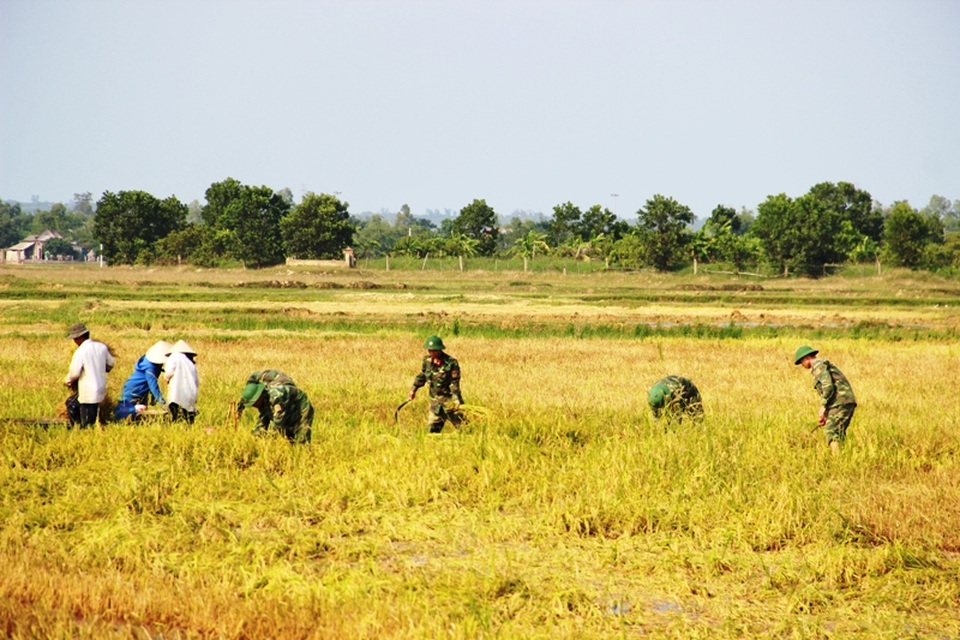 Cán bộ, chiến sĩ quân đội giúp bà con thu hoạch lúa chống úng