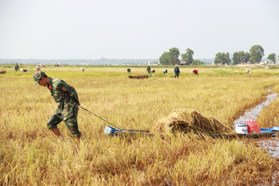 Sử dụng thuyền kéo ra giữa đồng ruộng để thu hoạch lúa