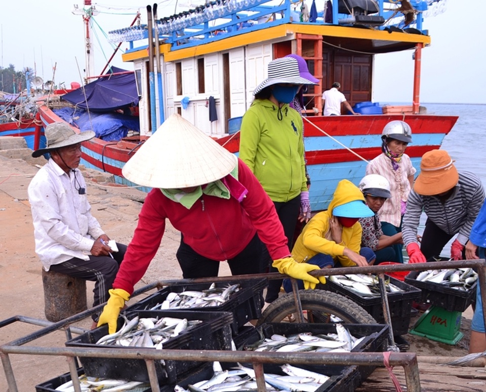 Các loại cá tầng nổi bắt đầu được đánh bắt nhiều