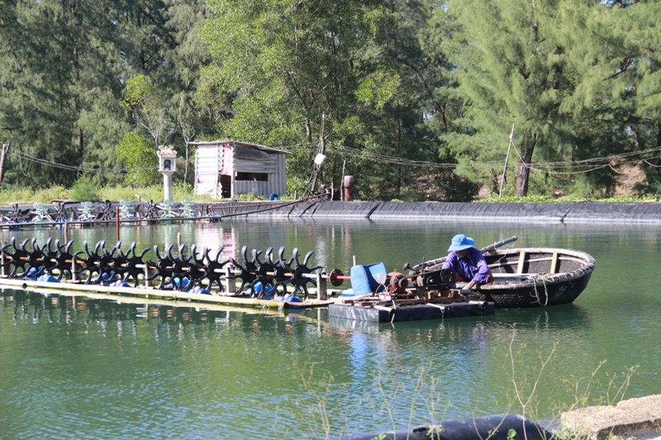 Người nuôi trồng thủy sản khốn đốn vì thua lỗ - 1