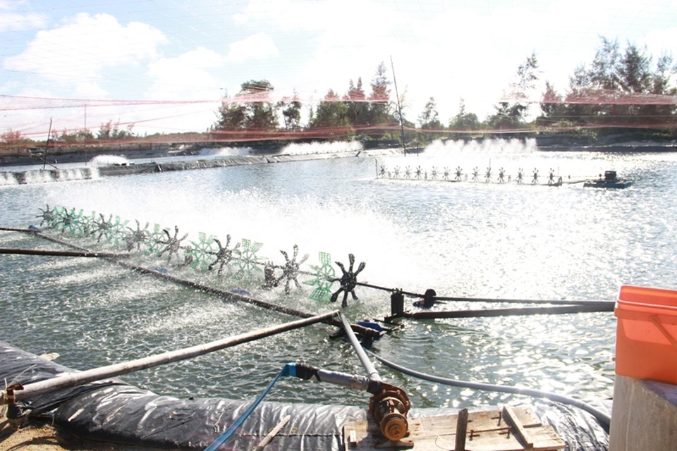 Người nuôi trồng thủy sản khốn đốn vì thua lỗ - 3