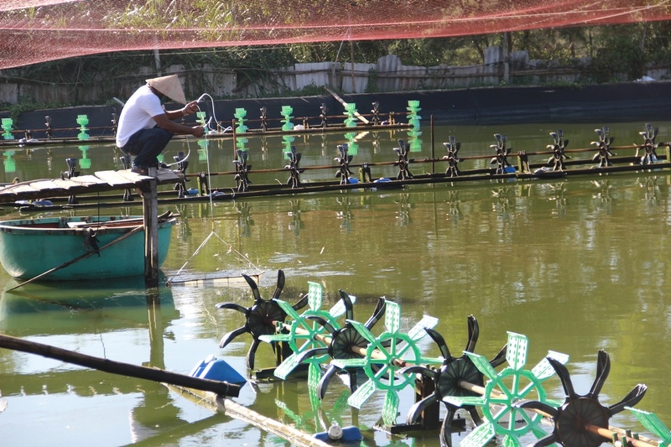 Người nuôi trồng thủy sản khốn đốn vì thua lỗ - 4