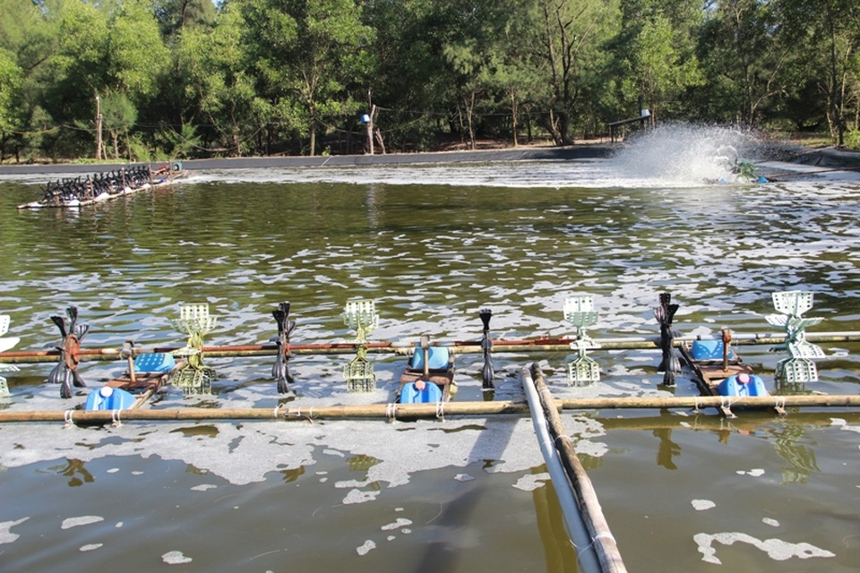 Người nuôi trồng thủy sản khốn đốn vì thua lỗ - 2