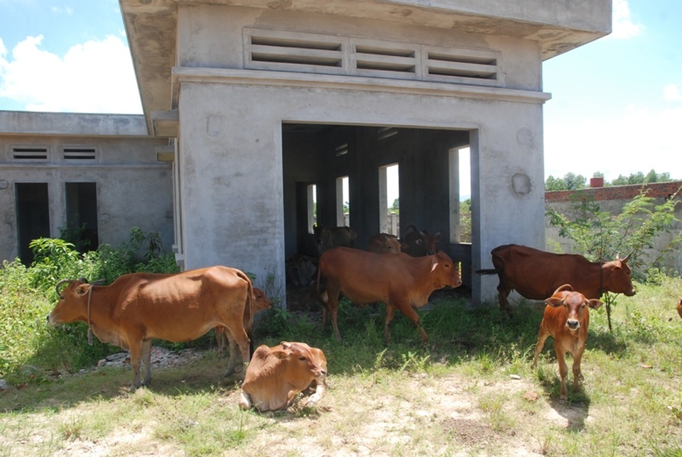 Công trình bỏ hoang đã lâu nên người dân địa phương lấy làm nơi nuôi nhốt gia súc 
